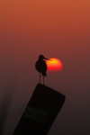 Grutto (Limosa limosa) met opkomende zon, Arkemheen